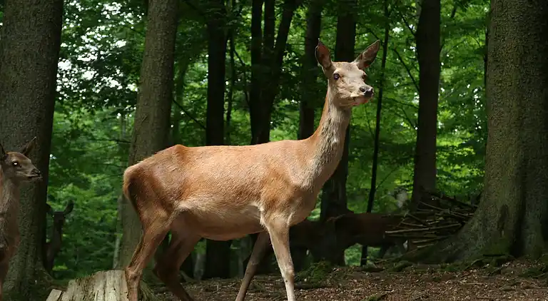 Sommerhus i Ferienhausgebiet Hillenseifen