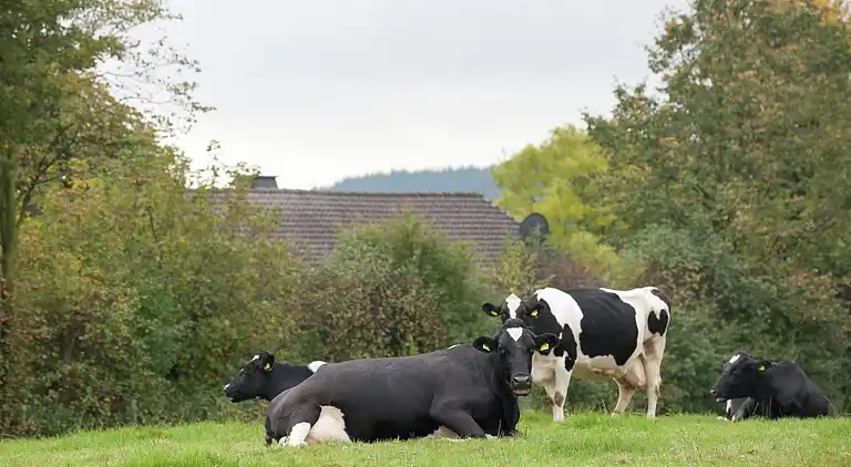 Holiday home in Olzheim
