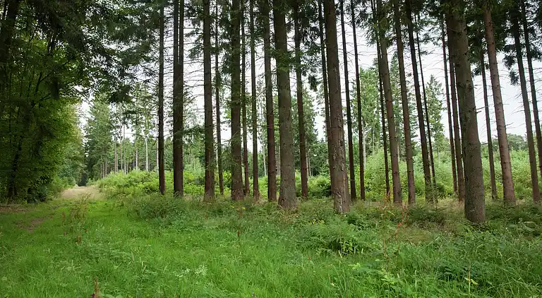 Holiday home in Kolonie