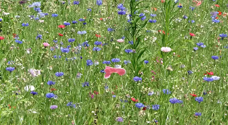 Ferielejlighed i Eulgem