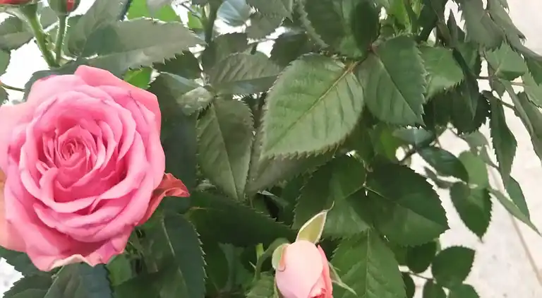 Ferielejlighed i Mosbruch