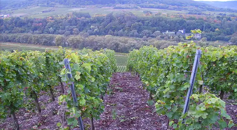 Ferienwohnung in Hammelswiese