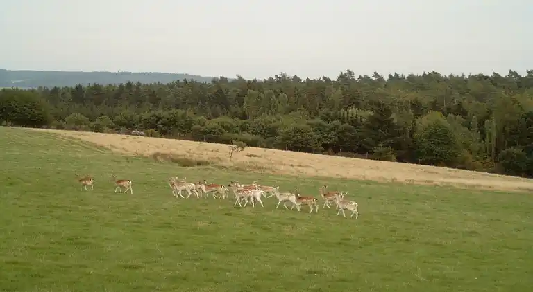 Apartment in Mastershausen