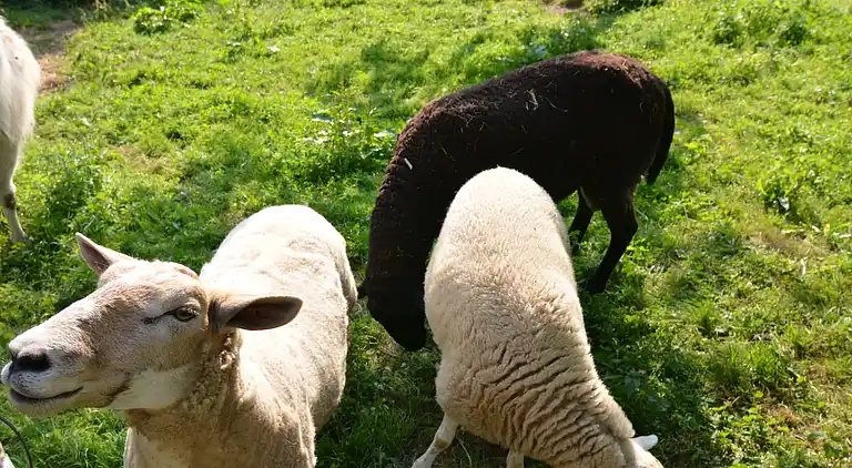 Appartamento in Vellinghausen