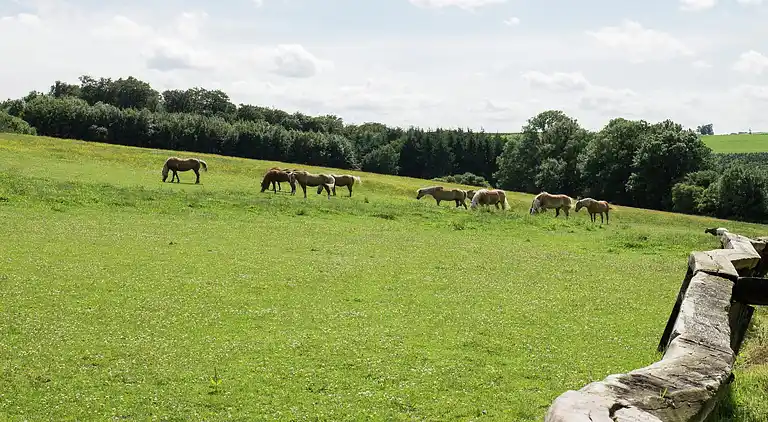 Appartamento in Vellinghausen