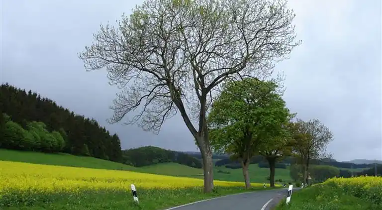 Apartment in Winterberg