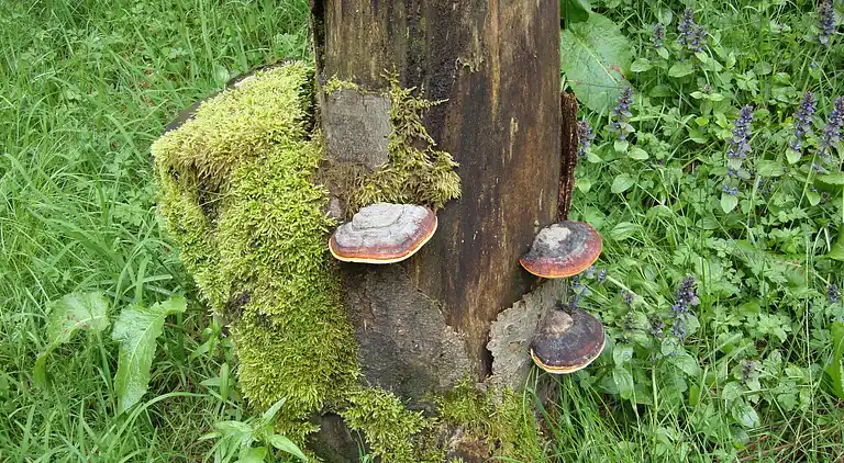 Ferielejlighed i Hesborn