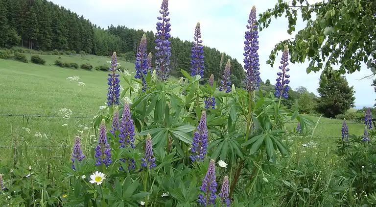 Ferielejlighed i Hesborn