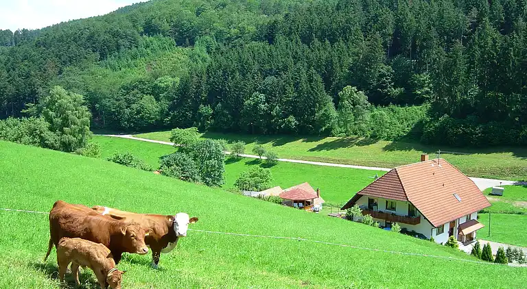 Ferielejlighed i Bollenbach