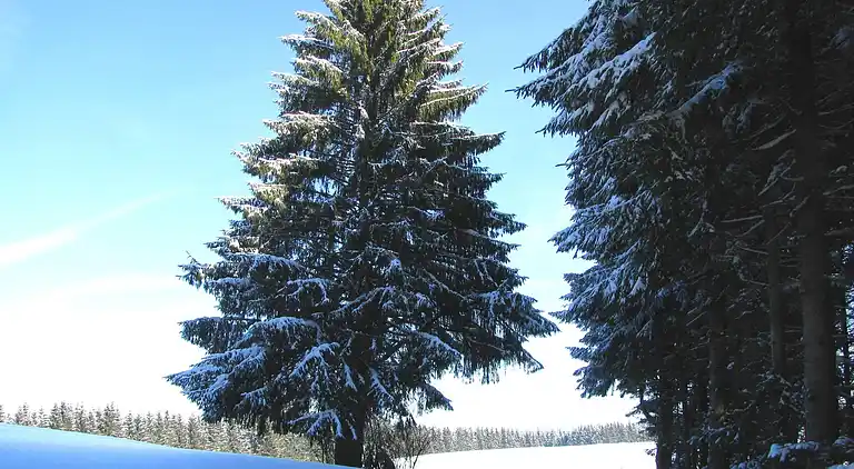 Farm house in Herrischried
