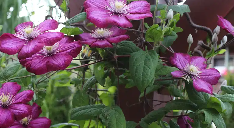 Apartment in Herrischried