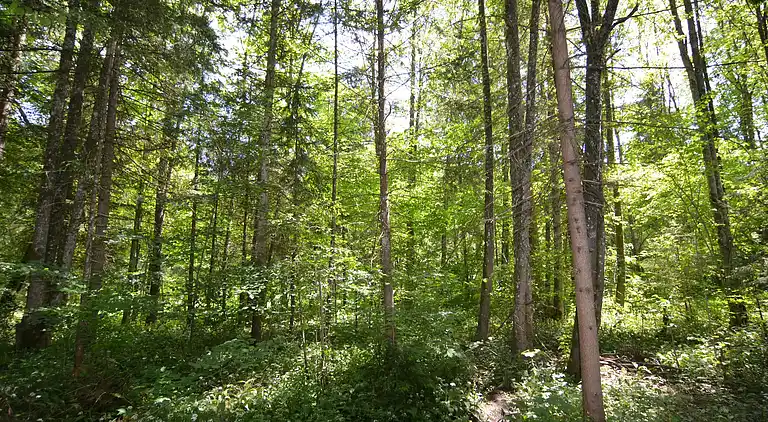 Ferienwohnung in Schönau am Königssee