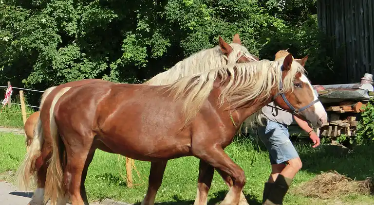 Holiday home in Hiebler