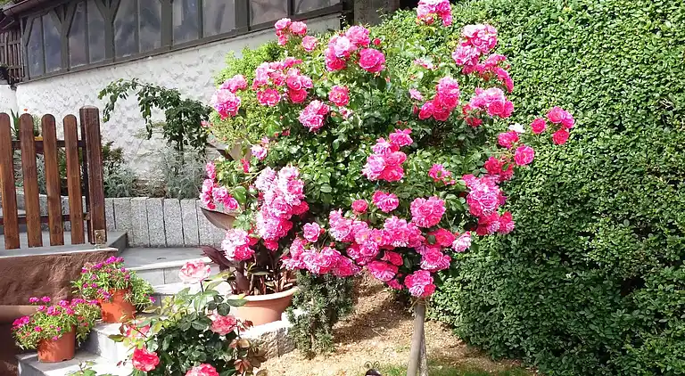 Apartment in Wichsenstein