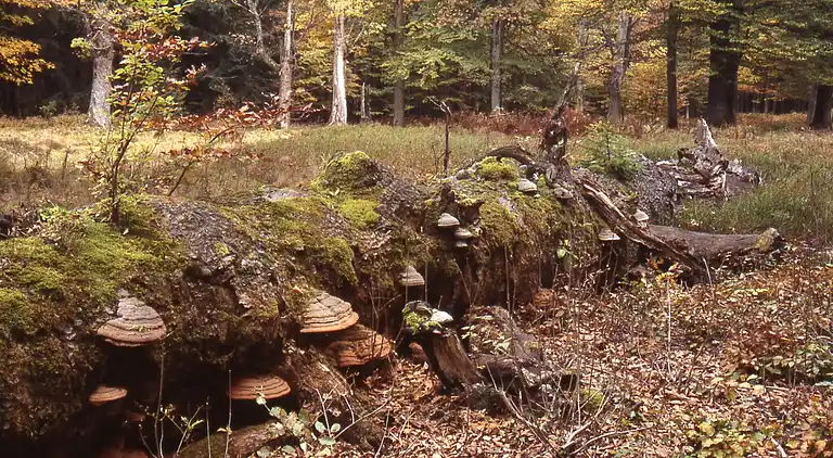 Ferielejlighed i Lehen