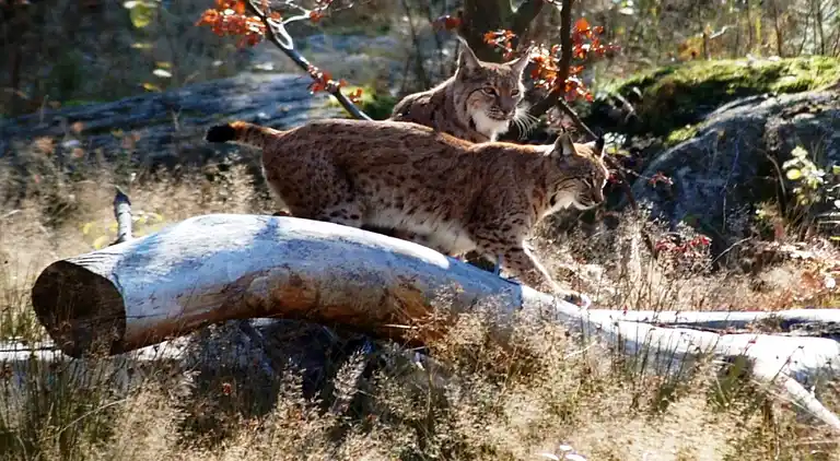 Ferielejlighed i Lehen