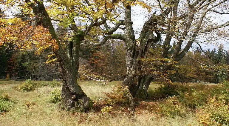 Ferielejlighed i Lehen