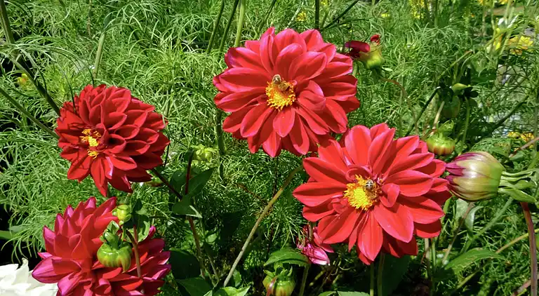 Sommerhus i Grafenried