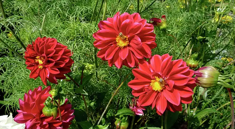 Ferielejlighed i Grafenried