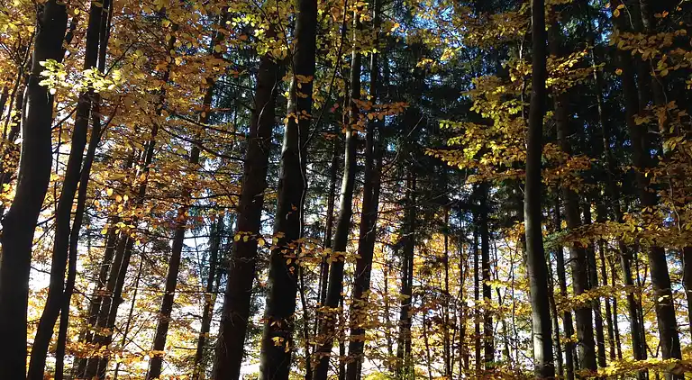 Holiday home in Fichtelberg