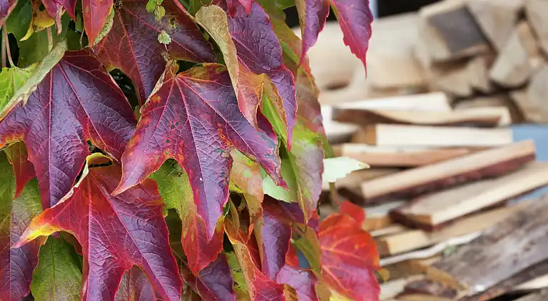 Apartment in Frauenwald