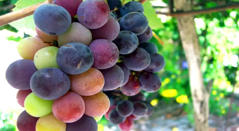 Herrenhaus in Labastida