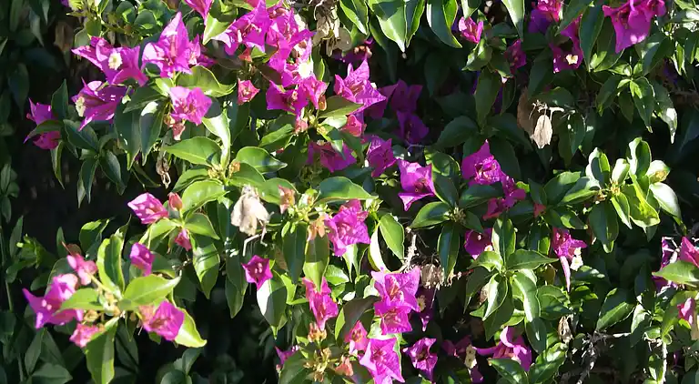 Feriebolig i Finestrat