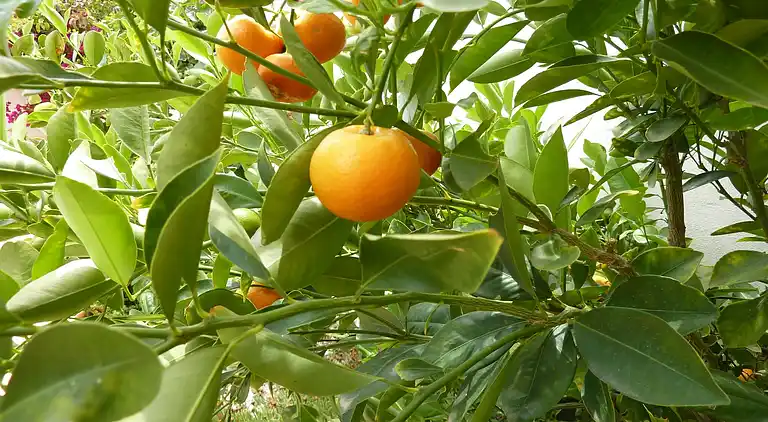 Vakantiehuis in Rojales