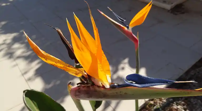 Villa in San Fulgencio