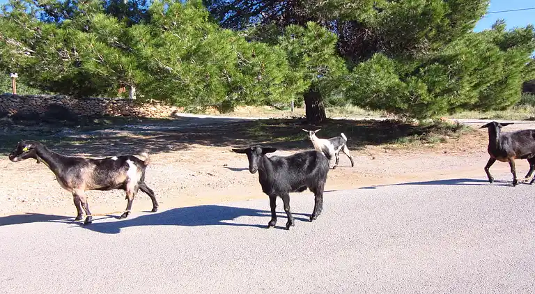 Casa vacanze in Sant Josep de sa Talaia
