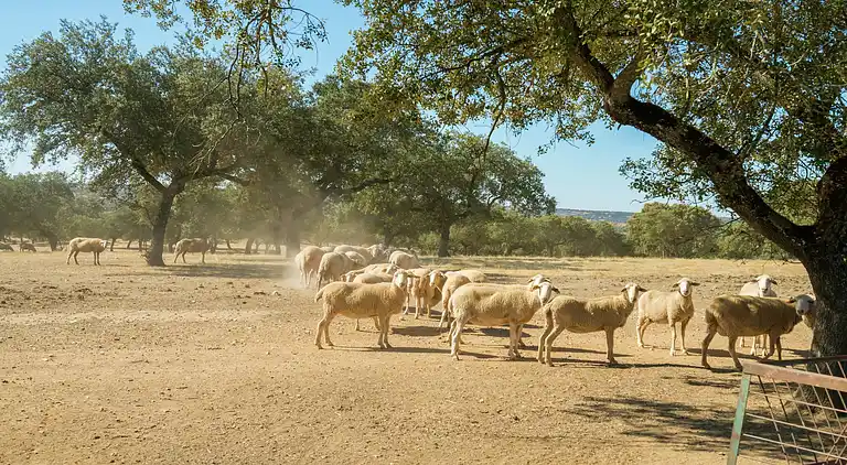 Holiday home in Herrera de Alcántara
