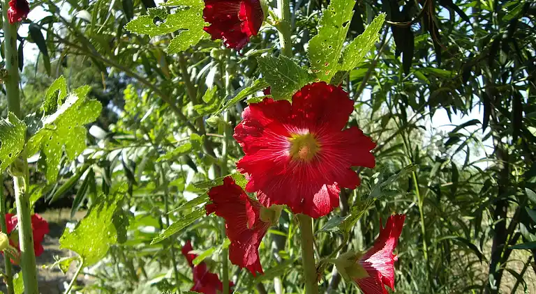 Farm house in Valencia de Alcántara