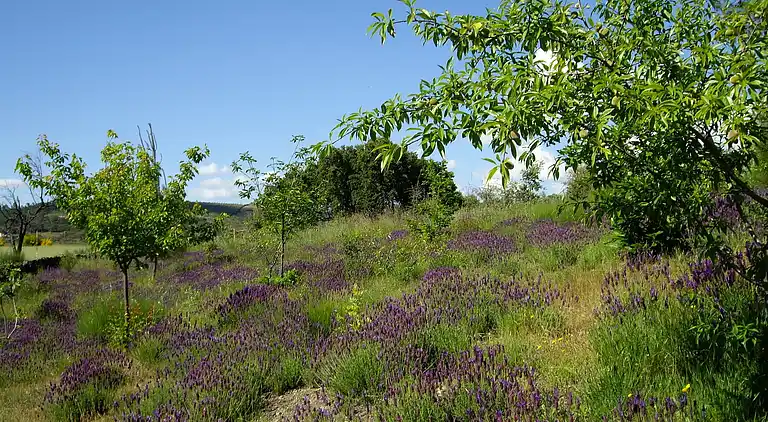 Cottage in Valencia de Alcántara