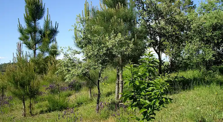 Cottage in Valencia de Alcántara