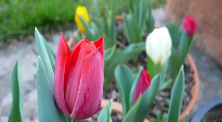 Vakantiehuis in Santiago de Compostella