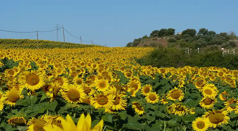 Cottage in Castigaleu