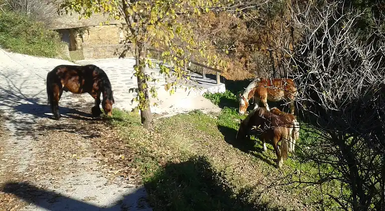 Farm house in Turbiàs