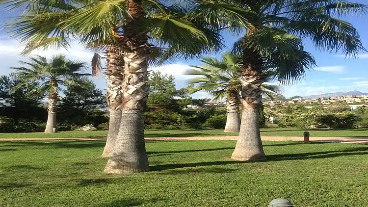 Apartment in El Paraíso