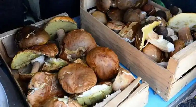 Hytte i Castelculier