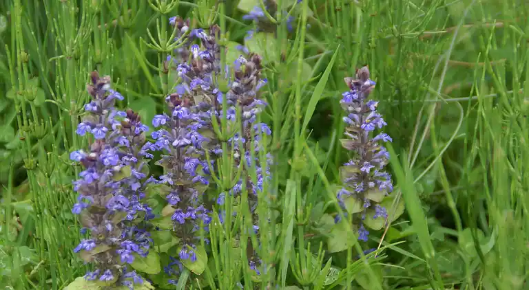 Ferienhaus in Dampierre-sur-Salon