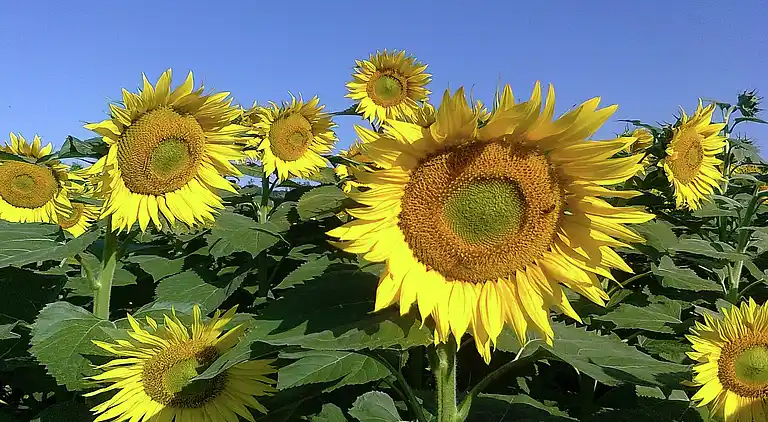 Holiday home in Tournon-d'Agenais