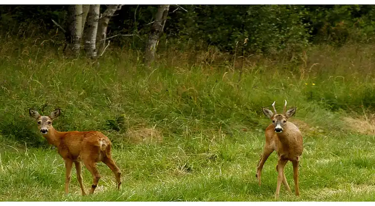 Sommerhus i Le Mayet-de-Montagne