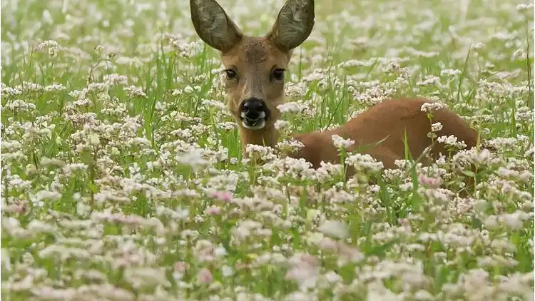 Sommerhus i Le Mayet-de-Montagne