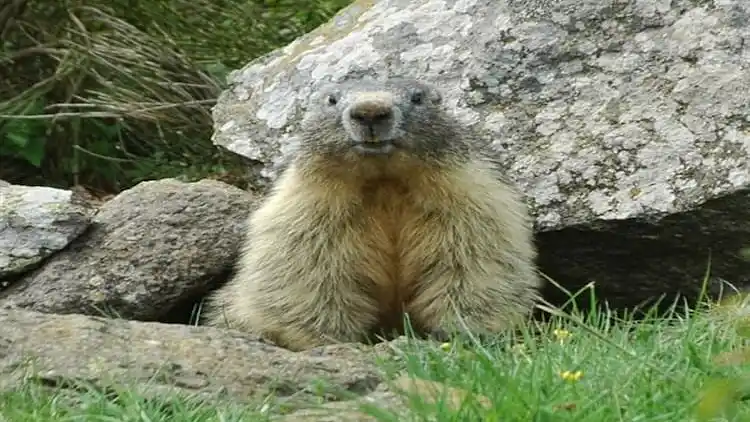 Apartment in Saint-Étienne-en-Dévoluy