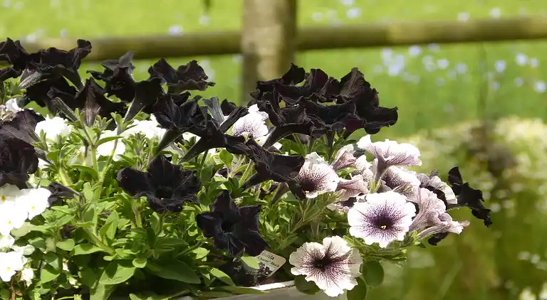 Holiday home in Hondschoote