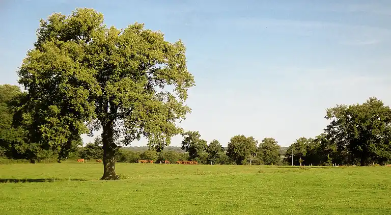 Villa in Magnac-Laval