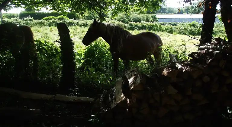 Feriebolig i Pionsat