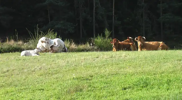 Villa in Saint-Victor