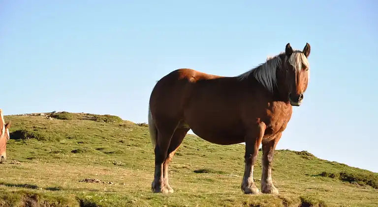 Villa in Southern France