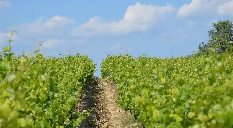 Holiday home in Mirepoix